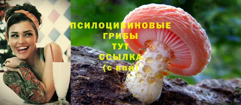 Галлюциногенные грибы Psilocybe  где купить наркоту  Каменногорск 